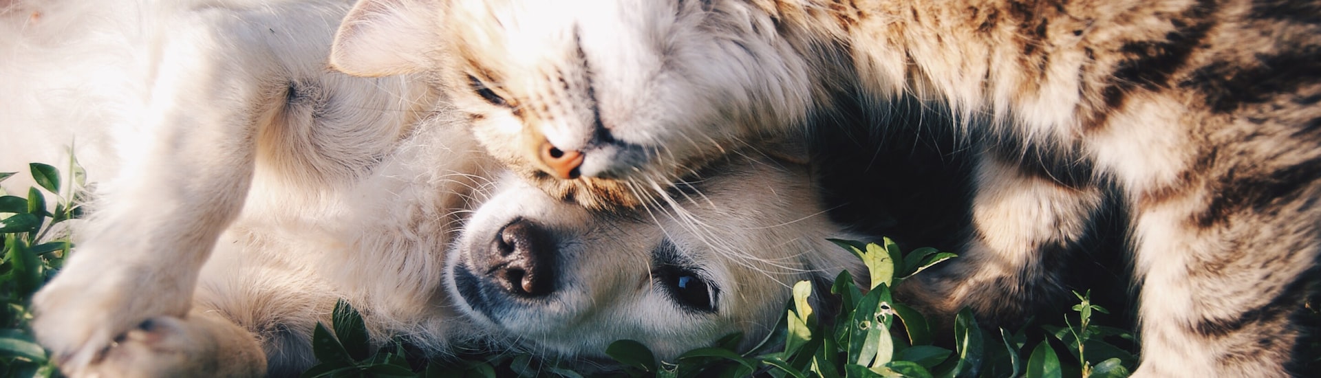 Global Pet Supplies Trading
