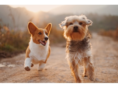OEM Custom Mini Pet Tracker Waterproof