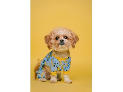 Custom Logo OEM Durable Soft Striped Pet Collar